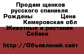 Продам щенков русского спаниеля. Рождены 09.03.18. › Цена ­ 4 000 - Кемеровская обл. Животные и растения » Собаки   